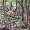 Deer in the Woods2
